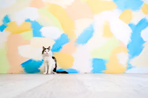 7 частых ошибок в покраске и как их исправить, и кот