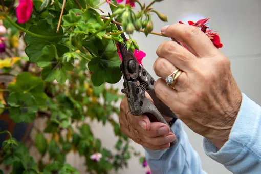 Гарань Гарань