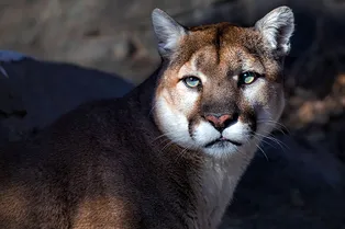 Умирающая пума сама пришла в приют для животных, умоляя ей помочь