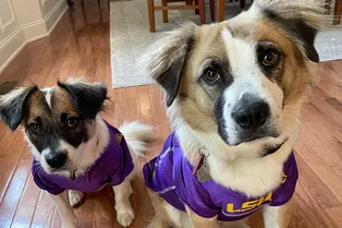 Хозяин взял из приюта компаньона для слепого пса — и случайно воссоединил семью