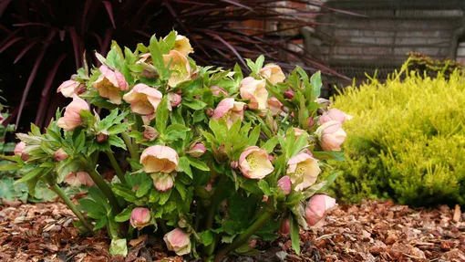 Удобрение морозников осенью для пышного цветения весной