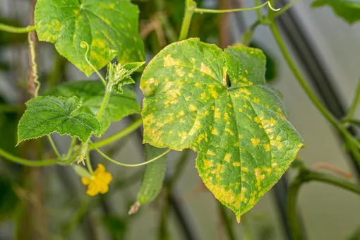 Профилактика болезней огурцов Профилактика болезней огурцов