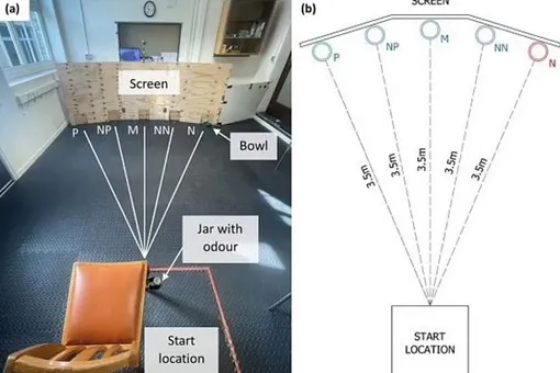 Собак научили распознавать позитивные и негативные ситуации Собак научили распознавать позитивные и негативные ситуации