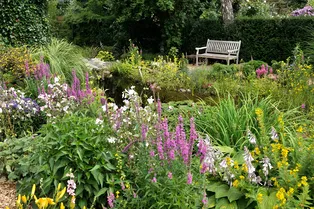 Газон, который сам себя кормит: какие растения посадить на участке, чтобы не косить и не подкармливать Газон, который сам себя кормит: какие растения посадить на участке, чтобы не косить и не подкармливать