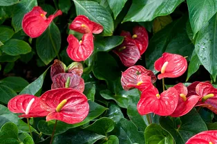 Антуриум: как добиться длительного цветения