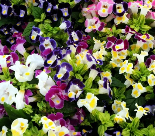 Торения очень красива Торения очень красива