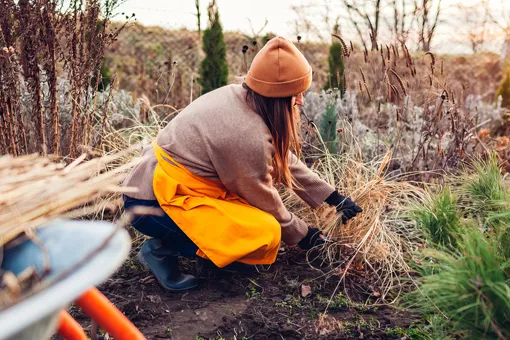 Пробуждаем жизнь: как правильно ухаживать за декоративными травами весной Пробуждаем жизнь: как правильно ухаживать за декоративными травами весной