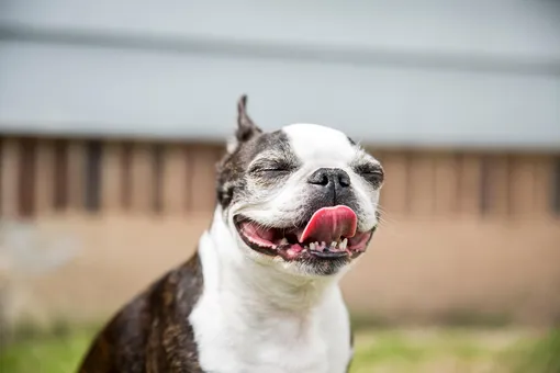 Пёс раздражал хозяйку, открывая дверь в детскую. Оказалось, он спас дочке жизнь