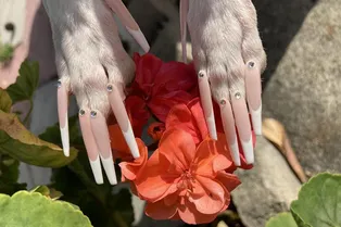 Забота или насилие? Фото роскошного собачьего маникюра вызвало бурю в Сети Забота или насилие? Фото роскошного собачьего маникюра вызвало бурю в Сети