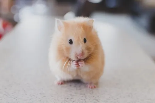 Хомячка больше всего полюбила Шарлотта Хомячка больше всего полюбила Шарлотта