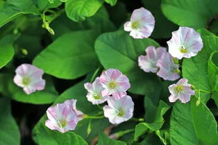 «Ты не пройдешь!» Самые эффективные методы борьбы с полевым вьюнком на участке