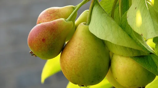 Подкормка груши осенью Подкормка груши осенью