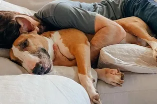 «Был другой выход»: женщину, усыпившую семейную собаку, осудили в соцсетях