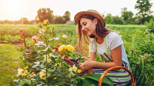 Систематическое удаление отцветших соцветий роз