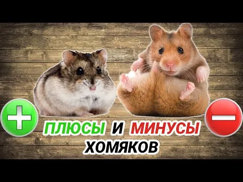 Нажми и смотри