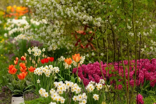 Какие луковичные цветы можно сажать осенью? Список самых популярных