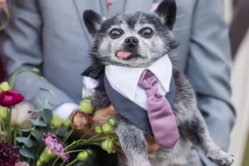 Влюбленные пригласили свидетелем на свадьбу пожилую собаку-мизантропа Влюбленные пригласили свидетелем на свадьбу пожилую собаку-мизантропа