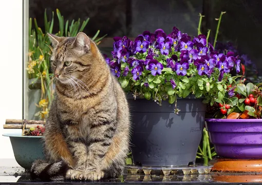 4 растения для весенней посадки в контейнеры и кот 4 растения для весенней посадки в контейнеры и кот