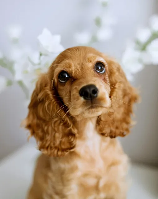 кокер-спаниель кокер-спаниель