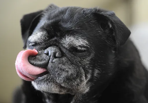 Почему собака вылизывает себя по ночам? Эти и другие странные действия, которые мешают спать хозяину