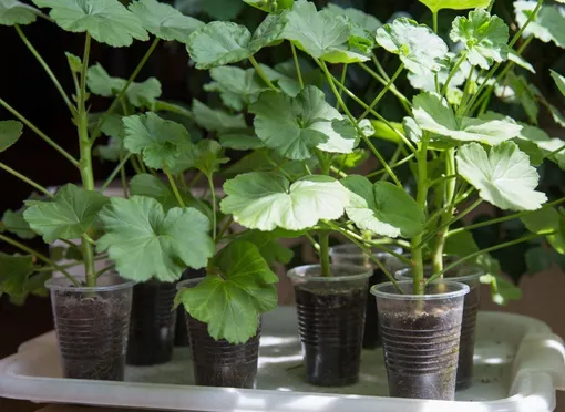 Как размножить герань осенью: черенкование