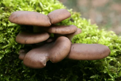 Какие грибы собирают вёдрами в конце октября и ноябре