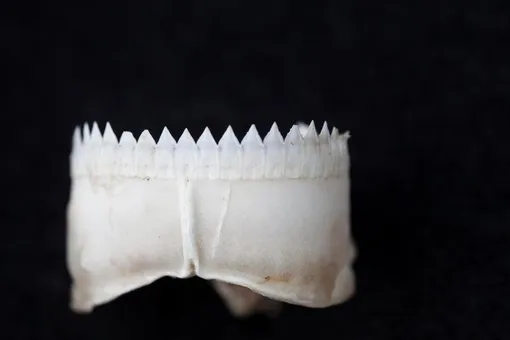 Челюсти бразильской светящейся акулы