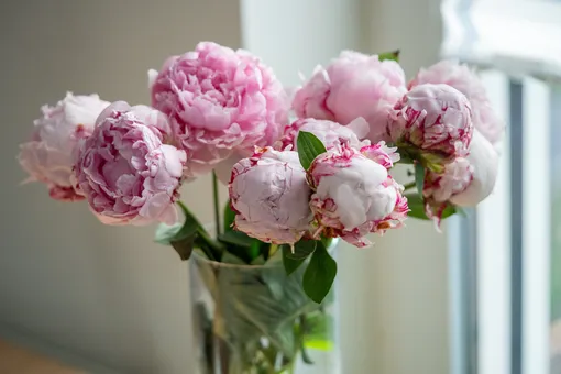 Пионы в вазе: как сохранить их свежими как можно дольше Пионы в вазе: как сохранить их свежими как можно дольше