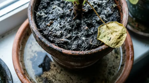 Ошибки, которые обнуляют всю пользу комнатных растений Ошибки, которые обнуляют всю пользу комнатных растений