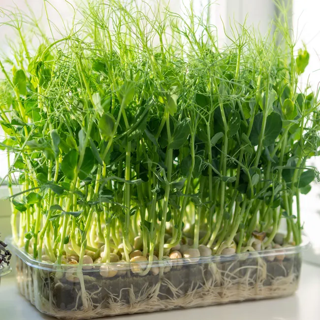 Микрозелень гороха: самый доступный суперфуд весны 2026. Как получить обильный урожай прямо на кухне