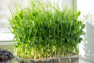 Микрозелень гороха: самый доступный суперфуд весны 2026. Как получить обильный урожай прямо на кухне