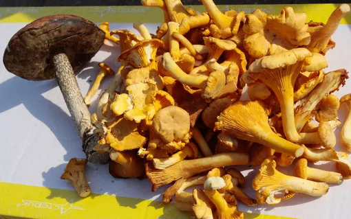 Лисички лучше всего подходят для жарки Лисички лучше всего подходят для жарки