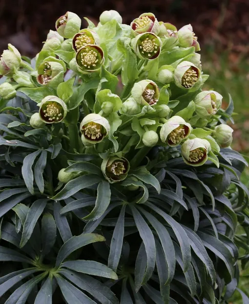 Морозник вонючий (Helleborus foetidus) Морозник вонючий (Helleborus foetidus)