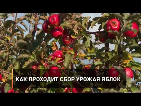 Нажми и смотри
