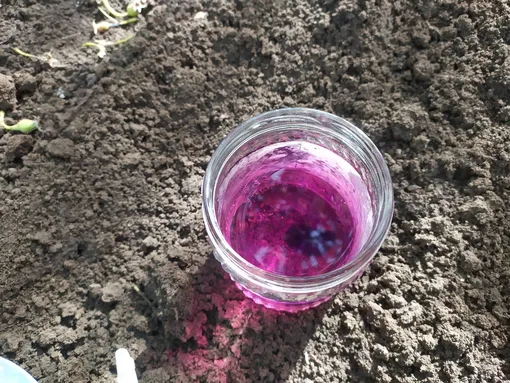 Осенний полив груши Осенний полив груши