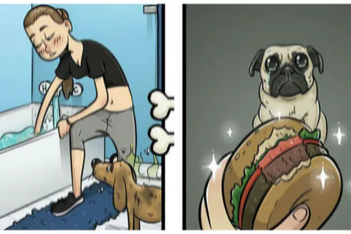 Как выглядит мир глазами собаки