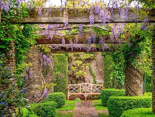 Пергола с глицинией Пергола с глицинией