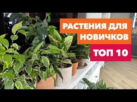 Нажми и смотри