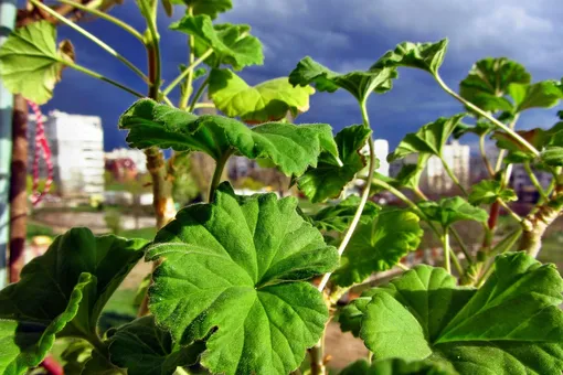 Размножаем герань бесплатно: экономьте деньги и наслаждайтесь цветами