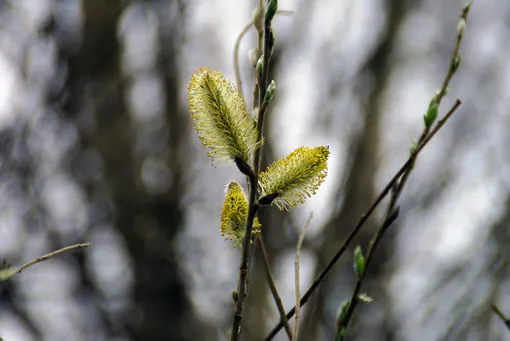 Что такое поллиноз, профилактика сезонной аллергии и лечение поллиноза Что такое поллиноз, профилактика сезонной аллергии и лечение поллиноза