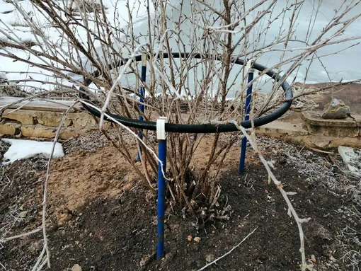 Подвяжите ветки кустов, чтобы их не сломал снег