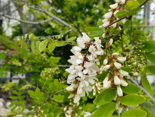 Акация белая