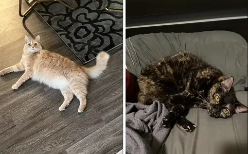 кошки живут вместе кошки живут вместе