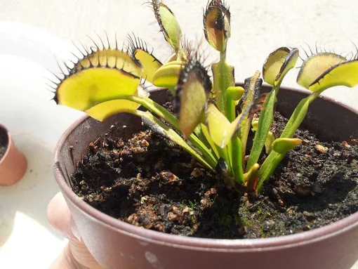 Период покоя венериной мухоловки Период покоя венериной мухоловки