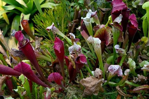 Саррацения пурпурная Саррацения пурпурная