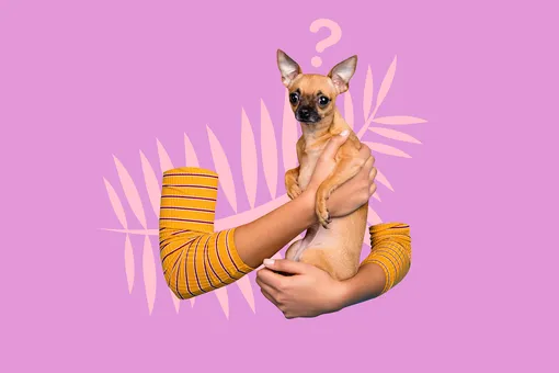 Как и где гулять с собакой: новые правила для Санкт-Петербурга и Москвы Как и где гулять с собакой: новые правила для Санкт-Петербурга и Москвы