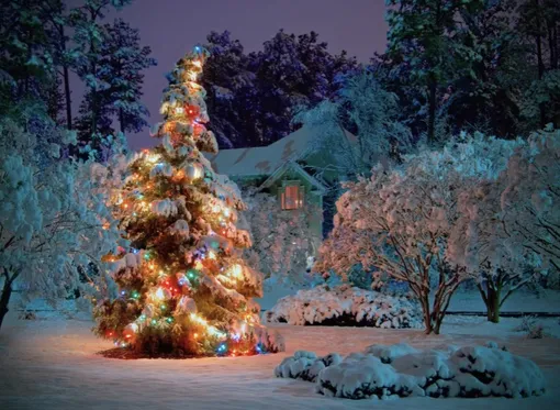 Ёлка в саду Ракицкого Ёлка в саду Ракицкого