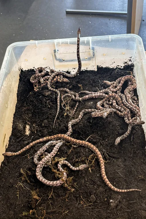 удав Роналду удав Роналду