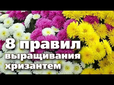 Нажми и смотри