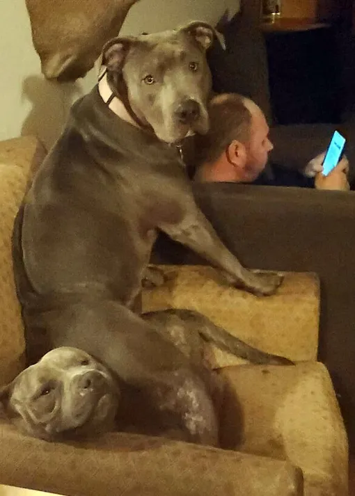 «Собака друзей. Делает так все время» «Собака друзей. Делает так все время»